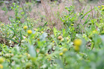 Close up, Beautiful Yellow flowers