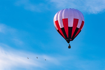 バルーンフェステバルで飛行する熱気球と野鳥