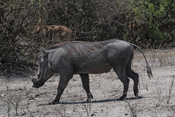 A common Warthog Phacochoerus africanus runs alone through thick bushes