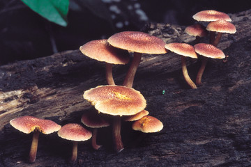 Class: Homobasidiomycetes. Series: Hymenomycetes. Order: Agaricales. A group of large mushrooms growing on a fallen log.