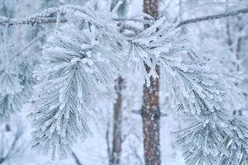 Pine needles are covered with snow after heavy fog and frost.