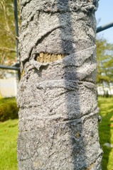 A tree is braided with cloth to protect its trunk from the cold