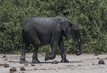Fototapeta na wymiar Big African elephant in the Chobe National Park in Botswana