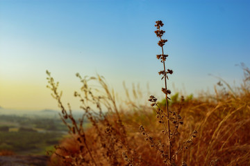 beautiful hd grass wallpaper