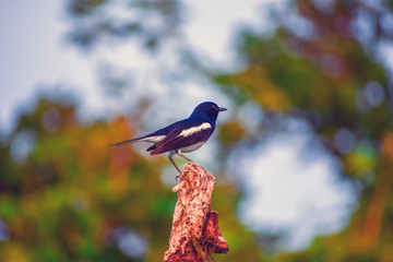 a robin bird on a tree searching for food 