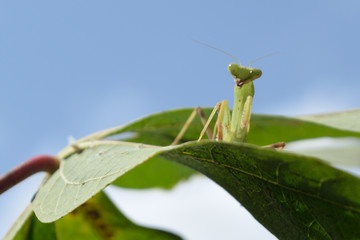 Mantis on cassava leaves with sky background
