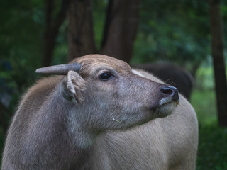 Fototapeta premium Thai buffalo has become a pet in the back of the community.
