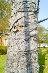 A tree is braided with cloth to protect its trunk from the cold