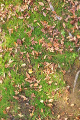 texture lawn green park Dead leaves