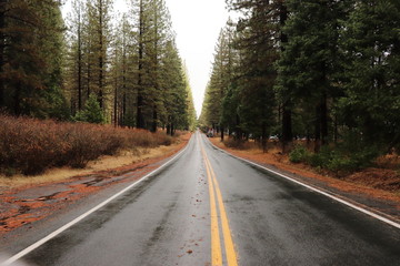 Obraz premium Road in forest