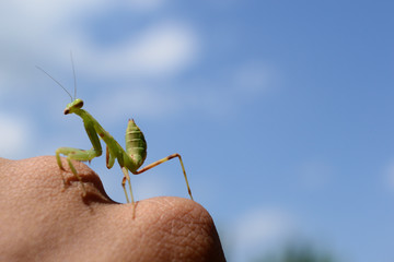 Mantis on cassava leaves with sky background