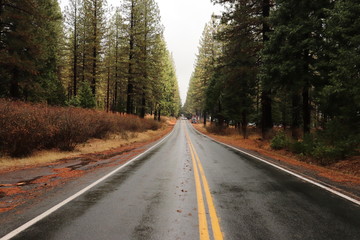 Road in forest