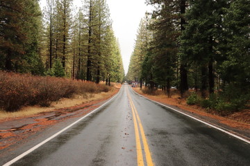 Fototapeta premium Road in forest