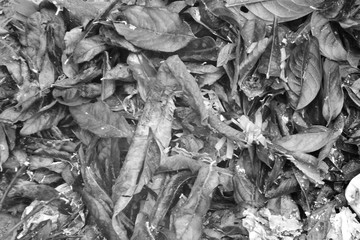 Collection of dried  leaves black and white