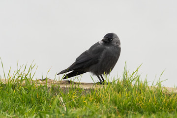 A Western Jackdaw Taking a Short Break near the Lake on a Rainy Autumn Day