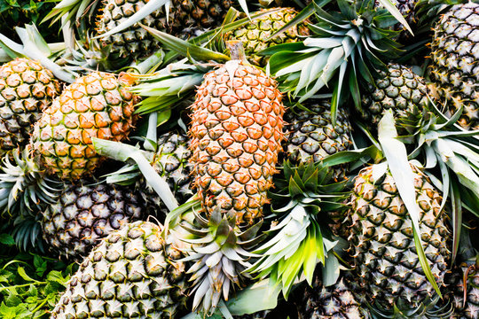 Fresh Pineapples from farm - Tropical fruits