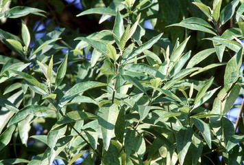 Leaves. Wendlandia sp. Family: Rubiaceae. A small deciduous tree.