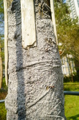 A tree is braided with cloth to protect its trunk from the cold