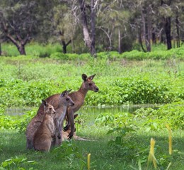 Family of kangaroos watching over their young.