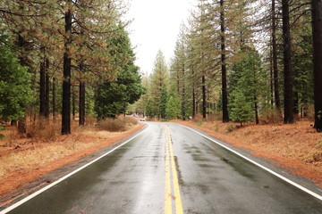 Fototapeta premium Road in forest