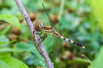 Dragonfly resting on a stick.