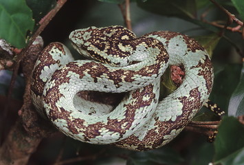 Trimeresurus Malabaricus. Malabar Pit Viper. The snake in its natural resting position among the branches of a shrub.