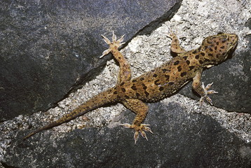Hemidactylus Maculatus. Rock gecko. A large gecko usually found on cliffs, forts, old buildings, caves and tanks.