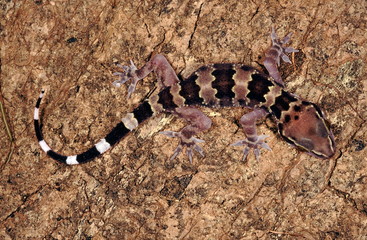 Hemidactylus Maculatus. Rock gecko. A large gecko usually found on cliffs, forts, old buildings, caves and tanks. The juvenile Rock gecko has a different colour pattern from that of the adult.