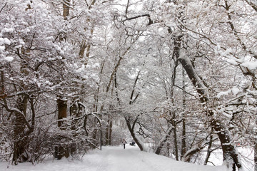 Snow-covered Park, forest. Heavy snow covered people, trees, streets, houses. Snow storm, Blizzard in the city. Huge snowdrifts lie on the road. White snow falls in the Park during the day. Winter lan