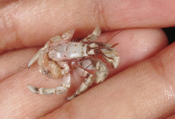 Obraz premium A hermit crab without its temporary shell. The last pair of legs are specially modified to help them hold on to the shell.