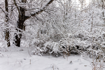 Snow-covered Park, forest. Snowstorm, snowstorm, winter. Huge snowdrifts lie on the road. During the day, fluffy white snow falls in the Park.