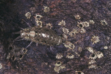 A crustacean related to the Woodlouse. It is found on wet rocks above the high tide mark.