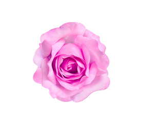 Pink or purple rose flowers patterns colorful petal top view isolated on white background and clipping path
