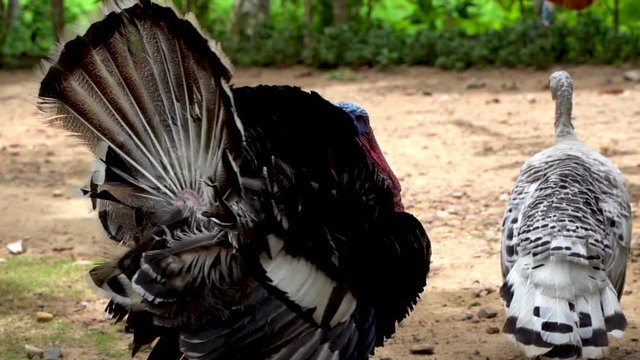 Male and female turkeys in a farm .01