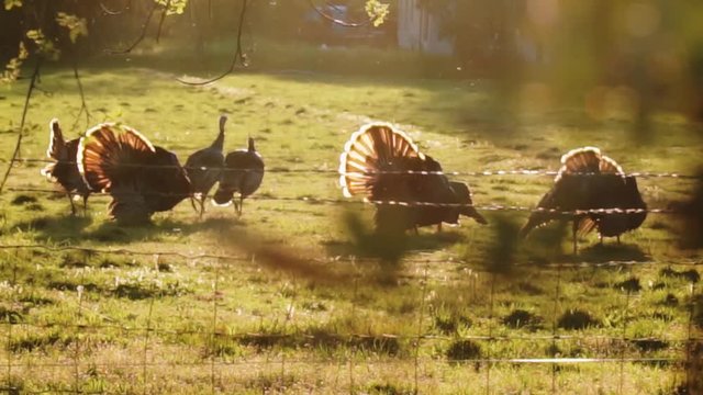 turkey in the field fighting in the spring evening