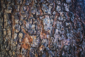 bark of a tree