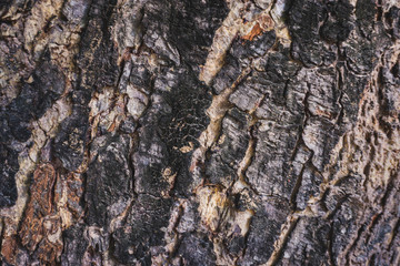 bark of a tree