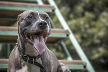 Pit bull terrier with a smiling face