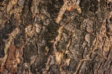bark of a tree