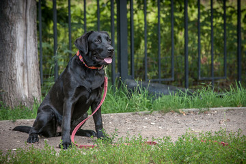 Black Labrador puppy performs a sit command