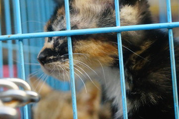 Obraz premium Close-up of the pet cat, unfortunately by agu