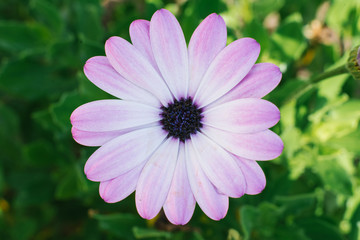 Obraz premium Lilac flower osteospermum on a green grass background closeup