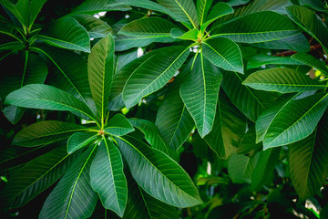 green leaves background