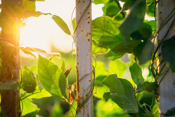 green leaves of tree