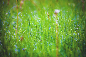 Morning dew on the grass. Nature background. Grass texture. Green lawn in the morning