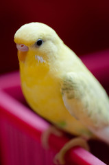 インコ