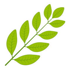 Fototapeta premium Laurel tree branch, vector Laurel leaf branch wreath symbol glory, victory or peace