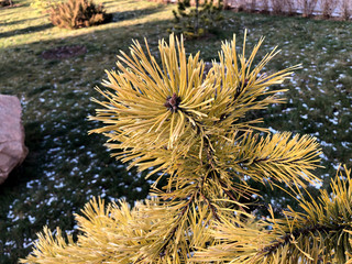 Green yellow pine tree and pine cones. Fir branches with cones, long needles, park, autumn, winter, first snow, day light.