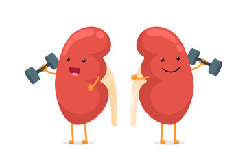 Cute cartoon smiling healthy kidney character with dumbbells. Human anatomy genitourinary system internal organ giving advice to keep active and doing fit sports vector illustration