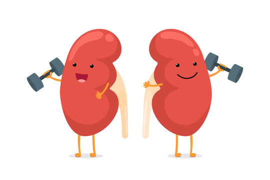 Kidney Cartoon Images – Browse 7,754 Stock Photos, Vectors, and Video |  Adobe Stock